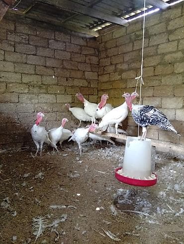 kend çolpaları: Məhsul: Ağ hinduşka sürüsü Təsvir: - Ağ rəngli, iri ətlik hinduşkalar — 8