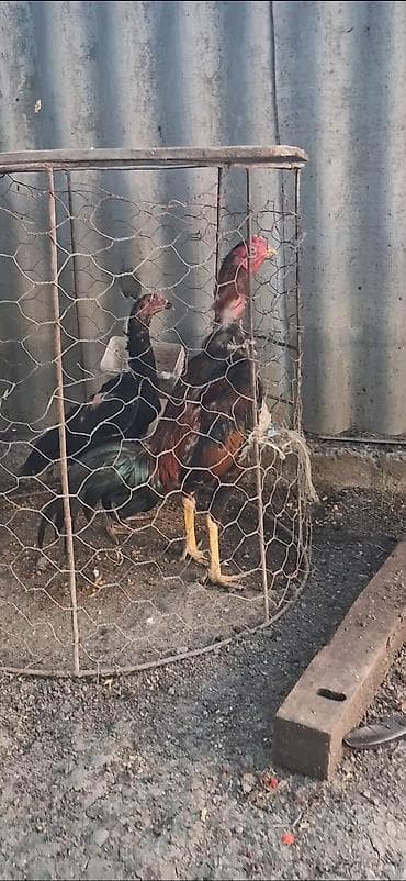 lələkli heyvanlar: Heyratı beçə satılır bu ay ili tamam eliyir özenə yaxşı heyvan — 2