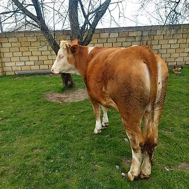 bakida it bazari hardadir: Qaramal – disi dana/sımmental Xüsusiyyətlər: - Rəng: qırmızı-ağ (baş — 2