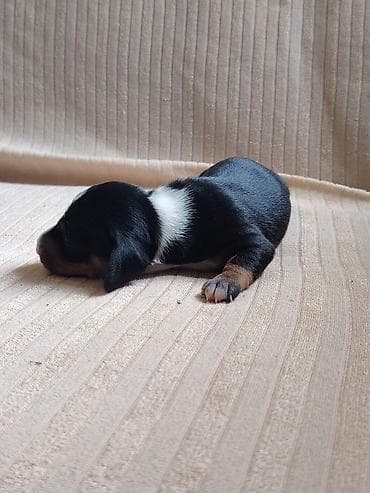 pitbul itlər: Sahibliyə verilən balaca itlər – qısayaqlı, uzun bədənli, qara-qəhvəyi — 10