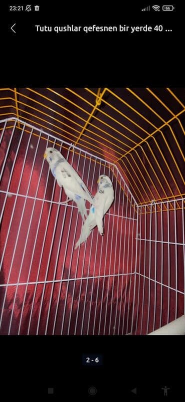 купить клетку для морской свинки: 055 631 66 90 bu nörə ilə zəng vurun Məhsul: 2 ədəd — 4