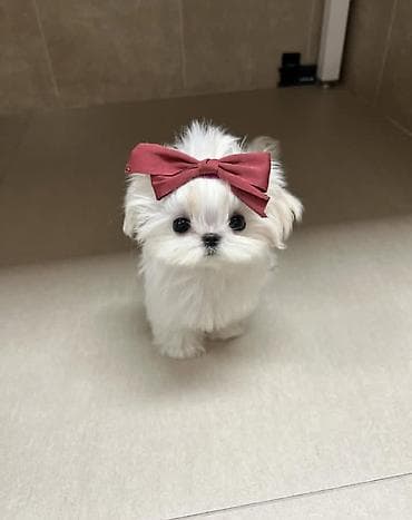 afcarka balalari satilir: Şpitz, 2 ay, Sənədli — 1