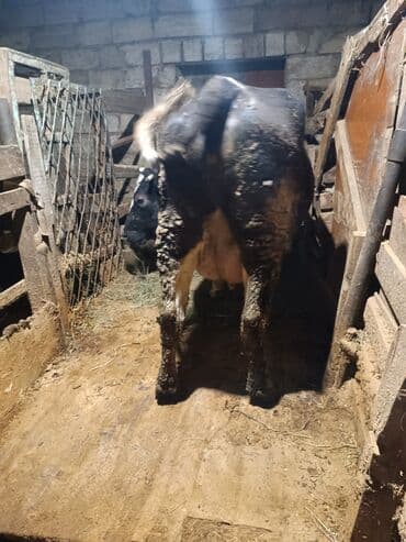 Ördəklər: Dişi, il: 3, Südlük — 2