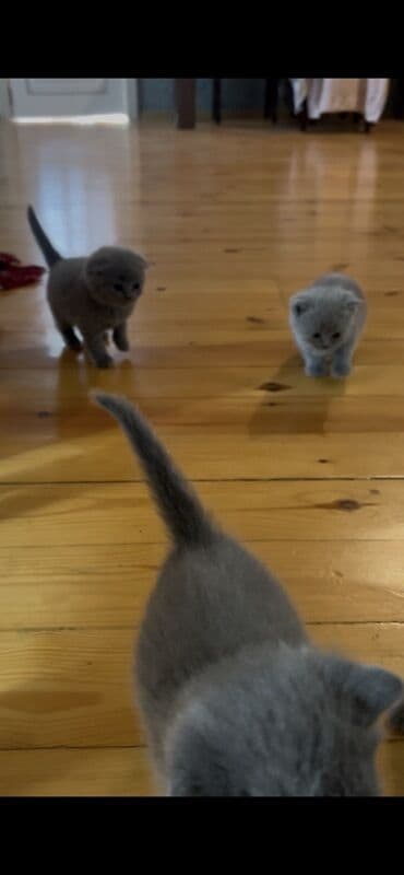 böyüməyən pişik: Şotland yastı qulaq, Erkək, Dişi — 3