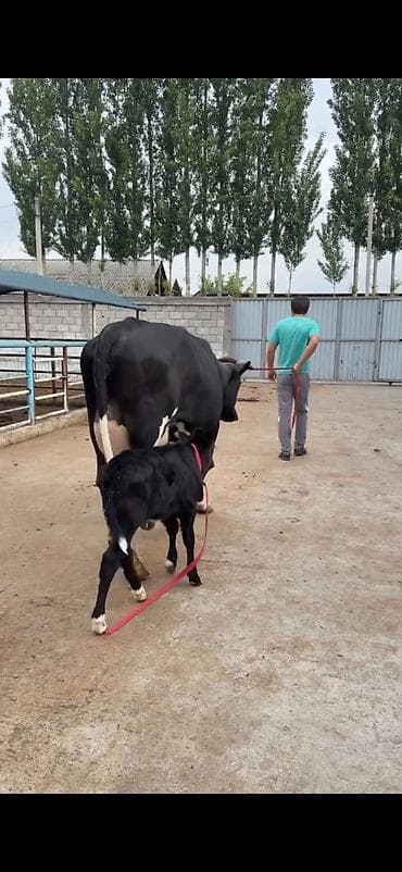 simental inekleri: Südlük inək buzovu ilə birlikdə - Cins: qara-ağ (Holşteyn tipli — 6
