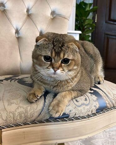 qold pişik: Şotland, Erkək, Yaxşı əllərə, Ödənişli çatdırılma — 4