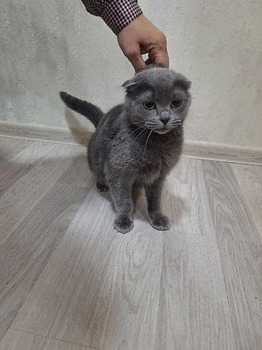 Şotland, Dişi, Yaxşı əllərə, Ünvandan götürmə lalafo.az -da Şotland, Dişi, Yaxşı əllərə, Ünvandan götürmə