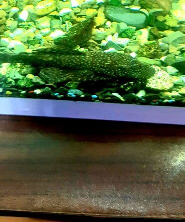 ucuz akvarium baliqlari: Dördbucaq akvarium, Balıqlarla birlikdə, 100 l — 10