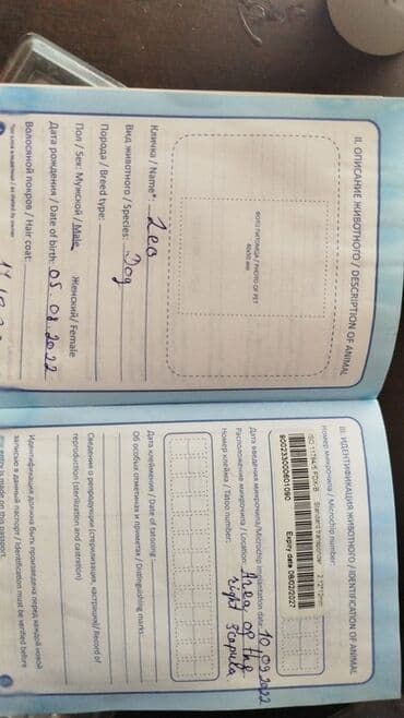 pudel it cinsi: Pudel, 3 il, Erkek, Ünvandan götürmə — 7