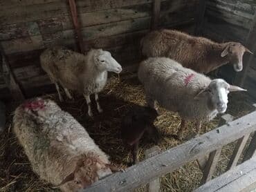 Inəklər, öküzlər: Diqqətlə oxu sonra zəng elə! 4 ədəd qoyun satılır! 3 ədəd qoyun — 5