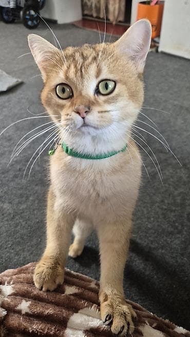 Akvariumlar: Qızıl şinşilla, Erkək, Cütləşmə üçün — 6