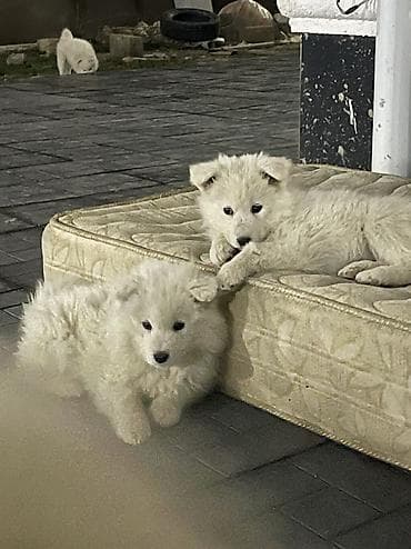 мальтийская болонка цена в баку: Самоед, 2 месяца, Бесплатная доставка — 4