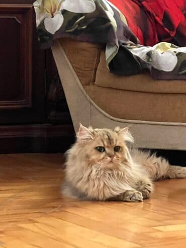 ev pişiyləri: Britan, Erkək, Yaxşı əllərə, Ödənişli çatdırılma, Ünvandan götürmə — 1