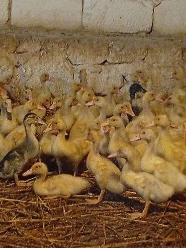 Quşlar: Pekin ördək balaları 20 günlük 80 ədəd var Ünvan Hövsan kəndi Qiymət — 1