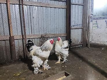 Heyvanlar: Xoruz, Brama, il: 1, Ünvandan götürmə — 2