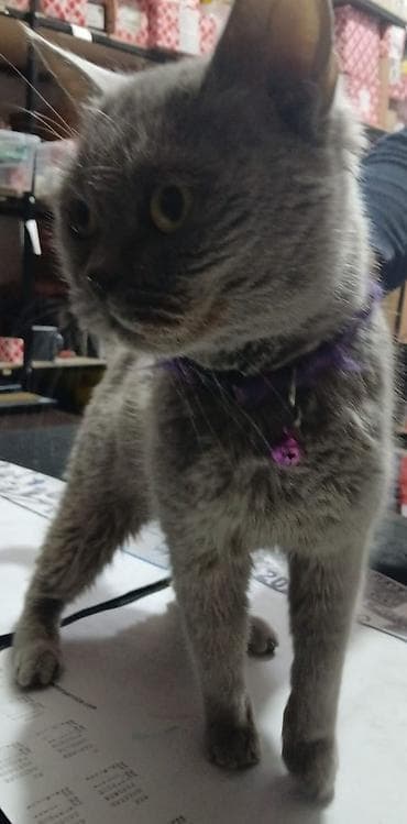 Собаки: Британская, Самка, Самовывоз — 3