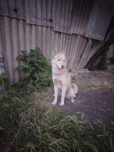 xaski itlər: Xaski, 5 ay, Dişi — 6