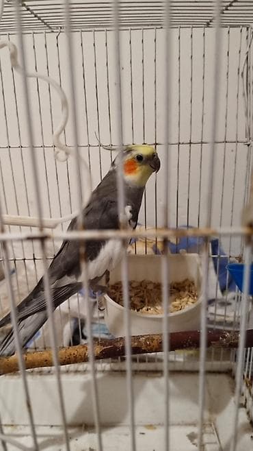 Nimfa (Cockatiel) papağanı – boz ağ rəng çalarları, sarı baş və