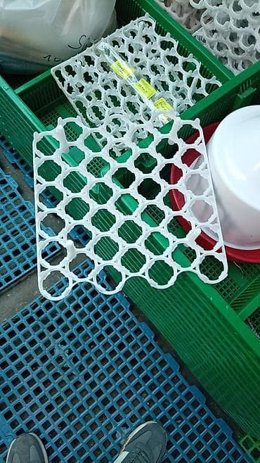 incubator satışı: Bütün növ quşlaq üçün — 8