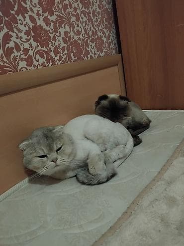 pisiklər: Britan — 5