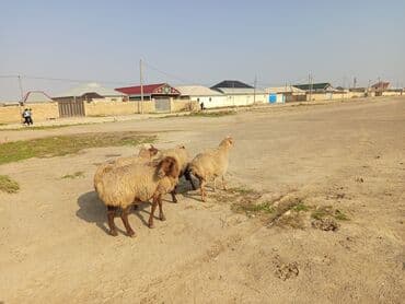 goyercin satişi baki: 5 dənə boğaz ana qoyun satılır dişləri var TƏCİLİ SATILIR VATSAP — 5