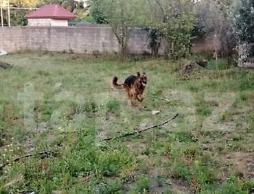 qafqaz coban itləri: Alman çoban iti, 1 il, Erkek, Ödənişli çatdırılma — 3