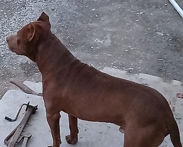 heyvan sahiblənmə: Pitbul, 1 il, Erkek, Peyvəndli, Ünvandan götürmə — 3