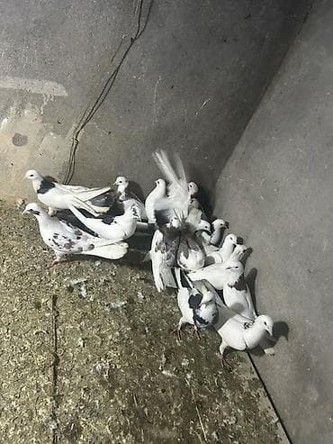 takla goyercin: 10 15 20 arasi deywr qiymet — 2