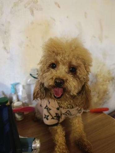 labrador iti satilir: Pudel — 2