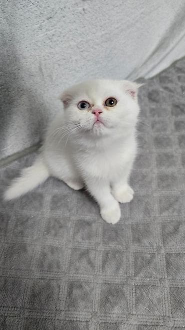 it adlari disi: Şotland yastı qulaq — 1