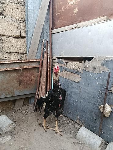 it yemi: Məhsul: Xoruz Təsvir: - Uzunboyun, iri cüssəli, atletik quruluşlu — 1