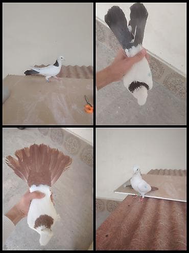 goyərcin yumurtası: Tam saglam heyvanlardi cidi aliciya endirim olacaq kim isdese şexsiye — 1