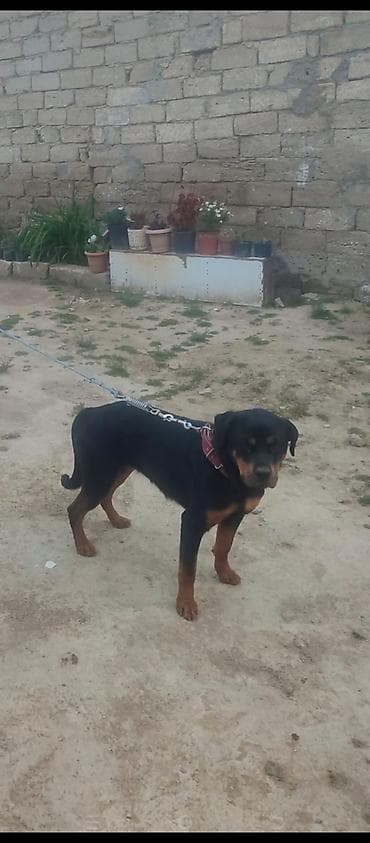 rotveler: Rotveyler, Dişi — 2