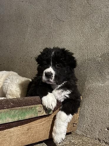 ucuz keci: Alabay, 1 ay, Dişi — 3