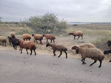 simental inekler azerbaycanda: Qala cinsi qoyunlar razılaşma yolu ilə — 2