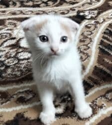 tap.az pişiklər: Şotland yastı qulaq, Ünvandan götürmə — 3