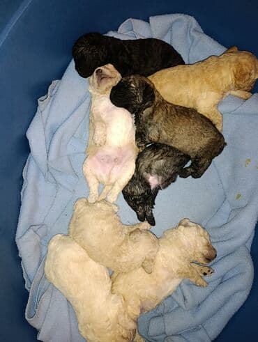 it evi: Pudel, 2 ay — 4