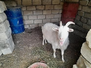 Dişi, il: 2, Damazlıq, Ünvandan götürmə lalafo.az -da Dişi, il: 2, Damazlıq, Ünvandan götürmə