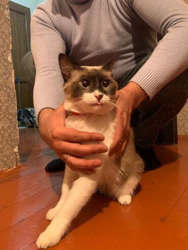 pişik yarım tip: Yaxşı əllərə — 5