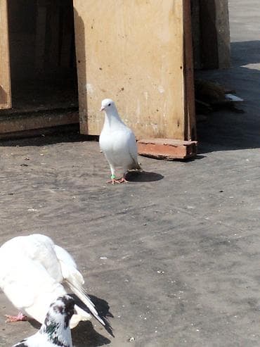 Quşlar: Ev göyərçinləri – müxtəlif rəng və cinslər Cutler 15 azn - Qrup — 6