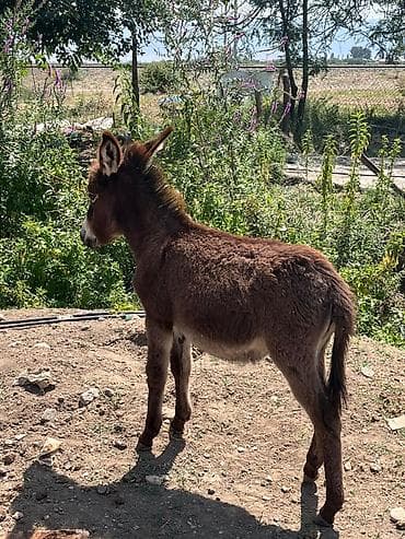 ayam serama: Məhsul: Eşşək balası 4 aylıq Təsvir: - Şirin qəhvəyi rəngdə — 2