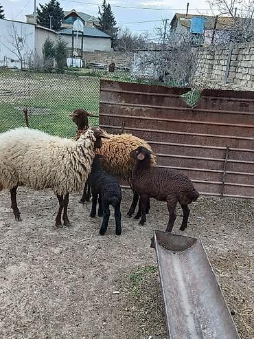 Qazlar: Salam 2 dene Ana baladi. Qirmizi qoyun 1 ci qarnidi disi balaynan .Ag — 5