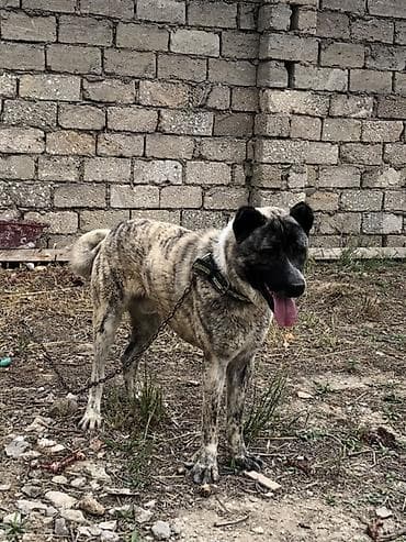 İt – iri cüssəli, tünd-zolaqlı (brindle) rəngdə, qısa-yumşaq tüklü