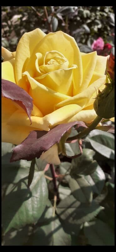 gul adları azərbaycan: Məhsul: Gül kolları (gül fidanları) Təsvir: soyuqa davamlı 2 azn 3 — 5