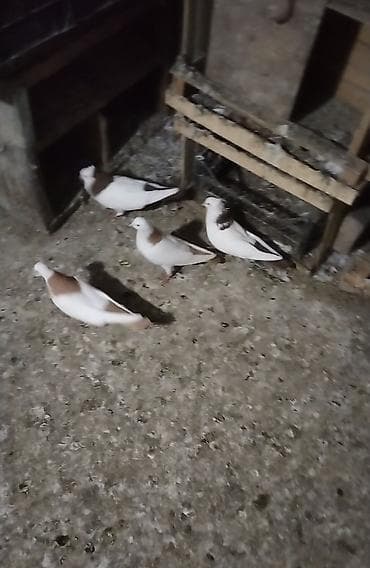 qus satisi: Qirmizi boyun kekiler erkey kekiliszder mayadi hazir cut bala veren — 1