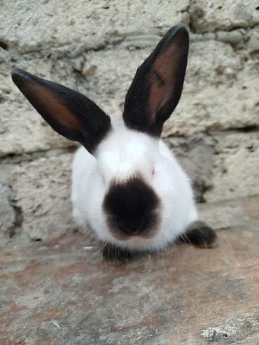 Kalfor dovwanlar damazlig 🇦🇿 isdeyen olsa whatcapa yazsin