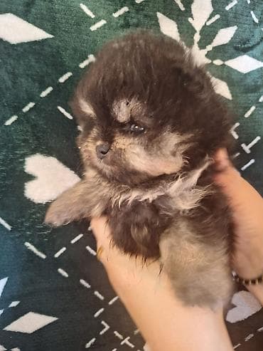 it geyimləri: Şpitz — 2