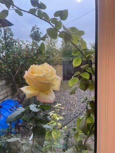 ağ gilas mürəbbəsi: Məhsul: Gül kolları (qırmızı və krem-sarı rəngli qızılgüllər) Təsvir — 2