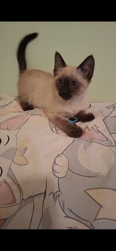 pişik sortları: Şotland yastı qulaq — 1