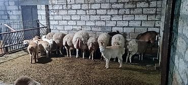 gozel pisik sekilleri: Heyvanlar satılır qoc balasız cavan qoyunlar 10 aylıg erkəy dişi — 1